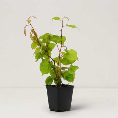 Saphenet Actinidia Kolomikt "Zemlianichnaia", P9 pot, summer 2024-1