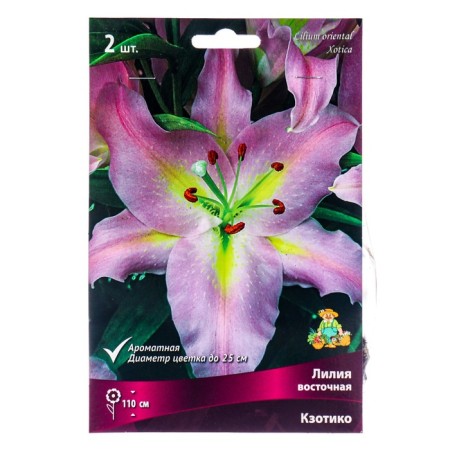 East Lilies Kzotico, 14/16 rr, 2 pcs. 110 h (cm), autumn 2024