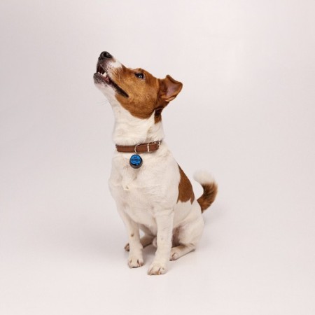 Dog collar "My favorite" with an addressee, Osh 27-34 cm-7
