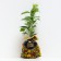 Saphenet Plum vaccinated Seligran, pot 9*9*14, Summer 2024