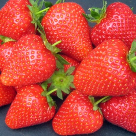 Strawberry seedlings of Frigo Valiant (Valiant) a (9-15 mm), 5 pcs