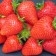 Strawberry seedlings of Frigo Valiant (Valiant) a (9-15 mm), 5 pcs