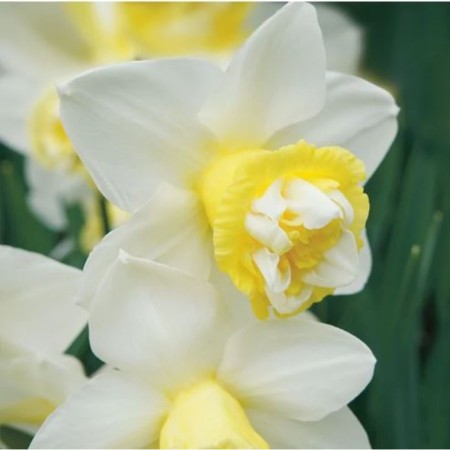 Narcissus Terront Prim, 12/14 rr, 3 pcs, 45 h (cm), autumn 2024