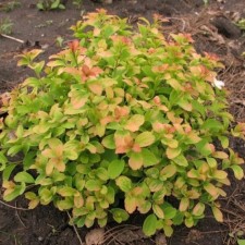 Sage of Spirea Gerlves Rinbou, P9 pot, summer 2024