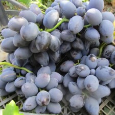 Grait seedlings 