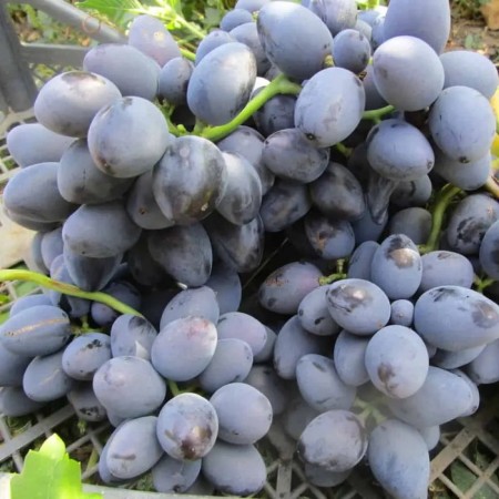 Grait seedlings "Galia", tube, spring 2025