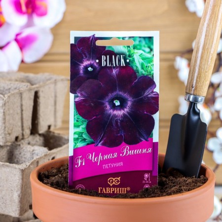 Petunia Fronts "Black Cherry" F1 multi -flowered, oh granules, test tube 4 pcs.