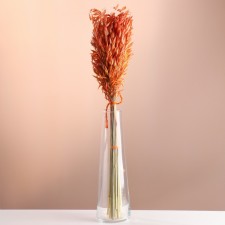 Set of dried flowers 
