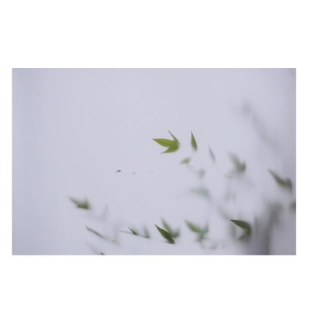 Photophone bilateral paper 300 grams "Shadow and leaves" 57x87 cm-3
