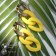 Earrings Plastic "Chain" sofa, yellow color in gold