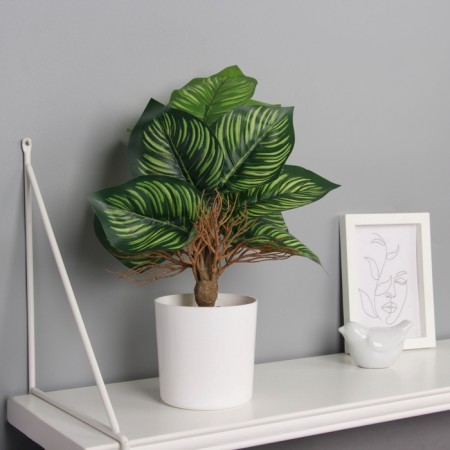 Bonsai in the pot "Calatei indoor" 31x10 cm, green