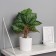 Bonsai in the pot "Calatei indoor" 31x10 cm, green