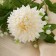 Artificial flowers "hybrid" 7x61 cm, white