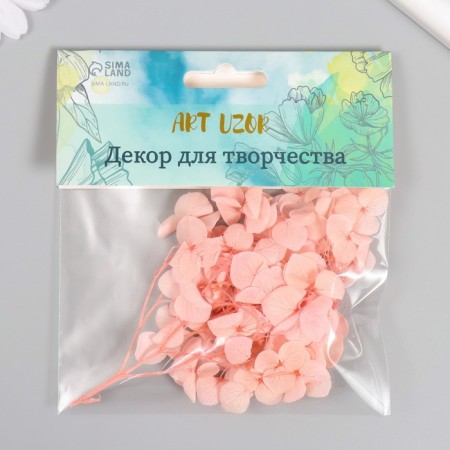 Sukhotzet "hydrangea" pink h = 6-6.5 cm-3