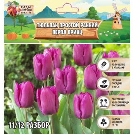 Tulip is a simple early perpl prince, river 11/12, 5 pcs, autumn 2024