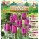 Tulip is a simple early perpl prince, river 11/12, 5 pcs, autumn 2024