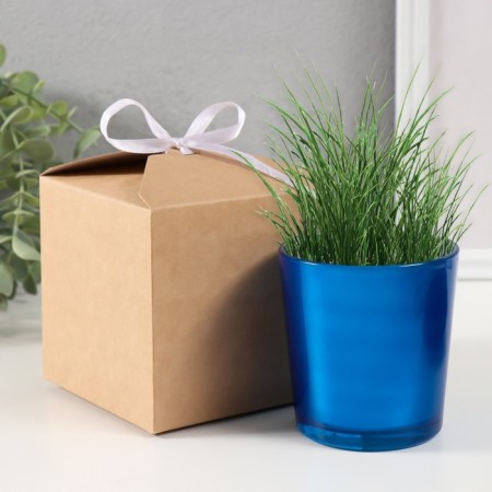 Set for growing plants "grow grass" blue-3