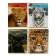 Notebook of 48 sheets in Calligrata "Wild Cats", cover coated paper, block No. 2, mix