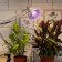Phytolamps for plants LED era Fito-11W-RA90 27 Full Spectrum New 11 W E27