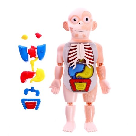Set for experiments "Scientific set 2B1", model of the human body and laboratory dishes-6