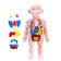 Set for experiments "Scientific set 2B1", model of the human body and laboratory dishes