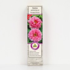 Pion tree peony (vaccinated on grassy) 