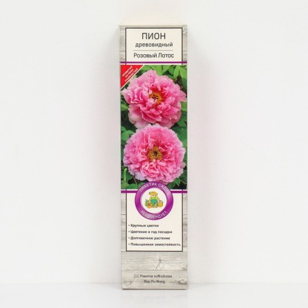 Pion tree peony (vaccinated on grassy) "pink lotus", 1 pc, tube, spring 2025