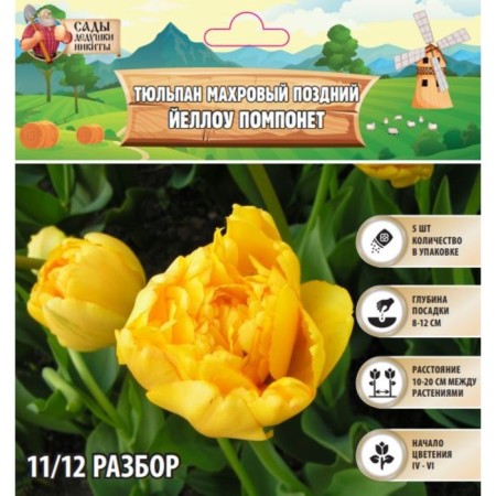 Tulip Terry Late Yellou Pomponnet, rr 11/12, 5 pcs, autumn 2024