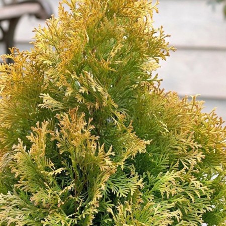 Western western seedling "Golden Anne", P9 pot, summer 2024