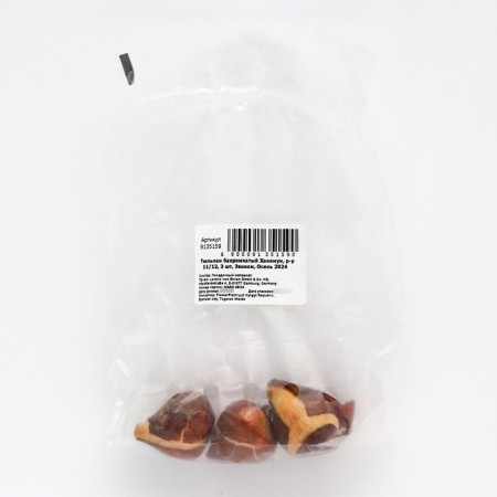 Tulip Bakhromic Hanimun, rr 11/12, 3 pcs, economy, autumn 2024-1