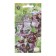 Flower seeds fragrant peas "chocolate cream", 0.5 g