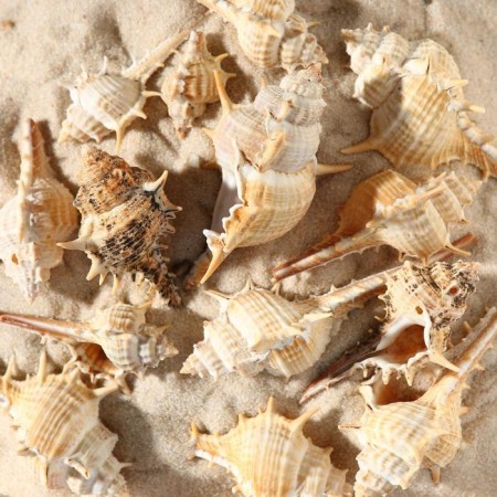 Set of shells Murex Paul, 100 g-3