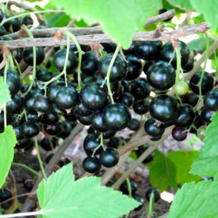 Currant seedlings black Atlant, pot P9, Summer 2024