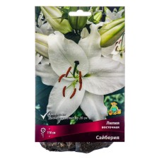 East Saiberia lilies, 14/16 rr, 2 pcs. 110 h (cm), autumn 2024