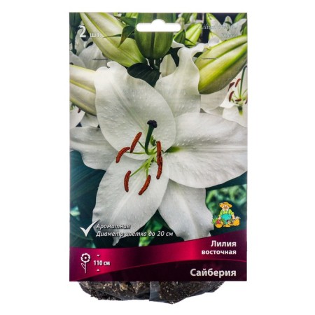 East Saiberia lilies, 14/16 rr, 2 pcs. 110 h (cm), autumn 2024