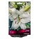 East Saiberia lilies, 14/16 rr, 2 pcs. 110 h (cm), autumn 2024
