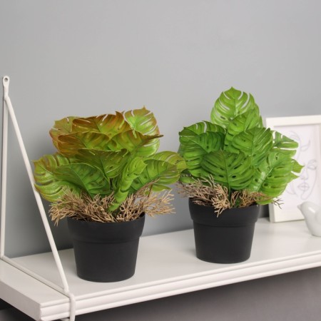 Bonsai in the pot "Asplenium premium" 21x10.5 cm, mix-2