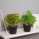 Bonsai in the pot "Asplenium premium" 21x10.5 cm, mix