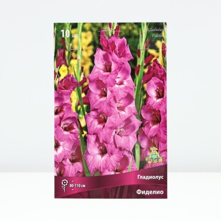 Gladiolus large-flowered "Fidelio", 10/12, 10 pcs, spring 2024
