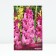 Gladiolus large-flowered "Fidelio", 10/12, 10 pcs, spring 2024