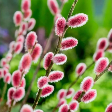 IV TOLLOKOTOLBIK MONT ASO, C3 pot, 1 pc, summer 2024