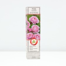 Seedling rose Parkovaya 