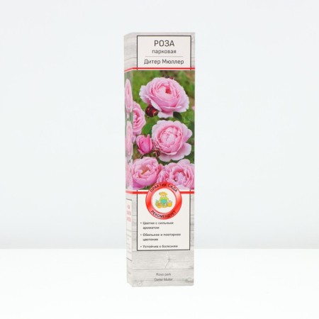 Seedling rose Parkovaya "Diter Müller", tube, 1 pc, spring 2025