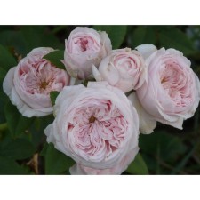 Seedling rose English park 