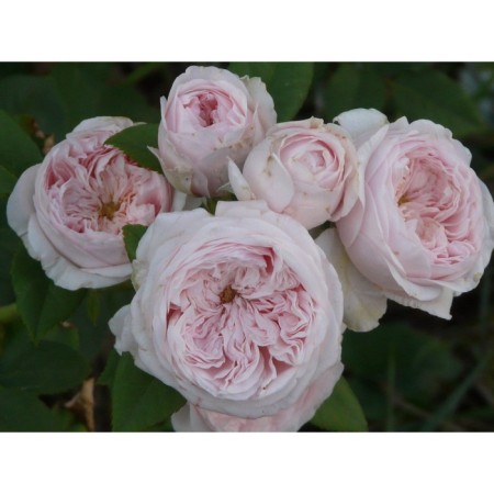 Seedling rose English park "Claire Rose", tube, 1 pc, spring 2025