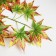 Decor "Leaves on the branch" Color yellow-brown-green