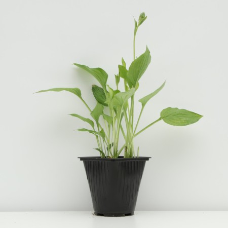 Hybrid Hoste "Emerald Tiara", pot C2, 1 pc, spring 2024-1