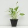 Hybrid Hoste "Emerald Tiara", pot C2, 1 pc, spring 2024