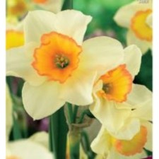 Narcissus Zhonkilliyrey JAZ, 12/14 rr, 5 pcs, 35 h (cm), autumn 2024