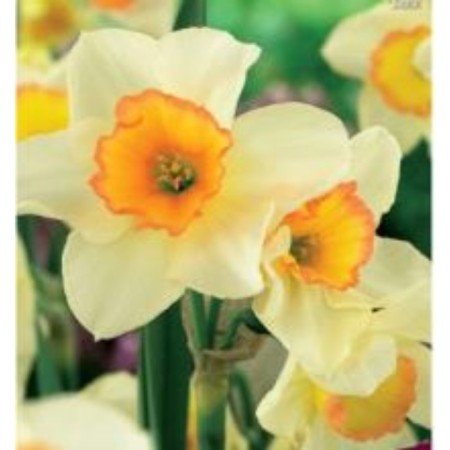 Narcissus Zhonkilliyrey JAZ, 12/14 rr, 5 pcs, 35 h (cm), autumn 2024